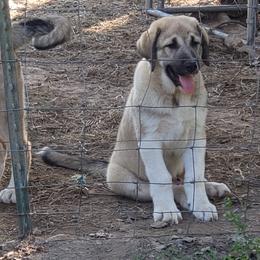 Anatolian Shepherd Dog Puppies from Cedar Trace Farm