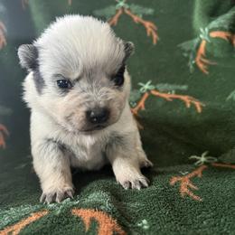 Girl 1 - Blue female Australian Cattle Dog puppy in Irvington, Kentucky from Dry Valley’s Australian Cattle Dogs