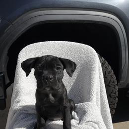 Silver collar - Black female Cane Corso puppy in Va Beach, Virginia from Guardian Corso's
