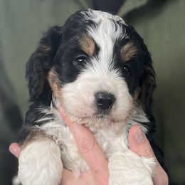 Boy 2 - male Bernedoodle puppy in Clarinda, Iowa from Root and Branch Bernedoodles