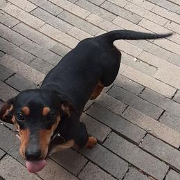 Dachshund All Grown Up from Efferson's Little Weiners