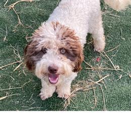 Mia - Brown and white female Aussiedoodle puppy in Lincoln, Nebraska from GRand Doodles