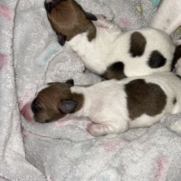 Italian Greyhound Puppies from Bahia Verde’s Kennels