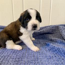Dark blue collar male - Red and white male Saint Bernard puppy in Albany, Georgia from Magnolia Saint Bernards