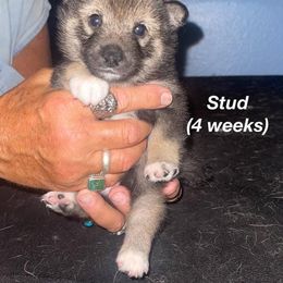 Shiba Inu Puppies from ScrapiShibas