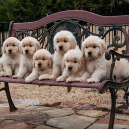 Golden Retriever Puppies from Dogwood Springs Golden Retrievers