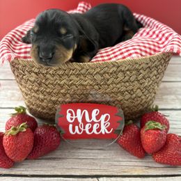Tokyo - AKC - Black and tan female Dachshund puppy in Miami, Florida from Oscar's Dachshunds