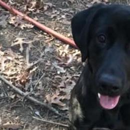 Labrador Retrievers from Sisu Retrievers