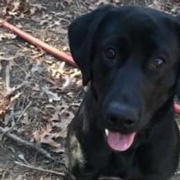 Labrador Retrievers from Sisu Retrievers