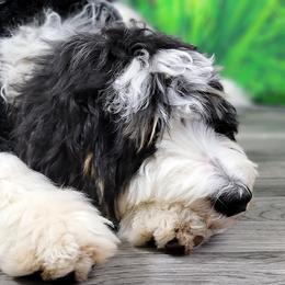 Bernedoodle Puppies from A Star is Born Doodles