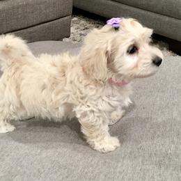 Maltipoo and Poodle Puppies from Toy Poodle & Maltipoo Maui