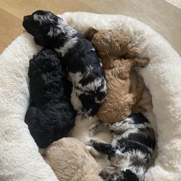 Bernedoodle, Goldendoodle, and Poodle Puppies from Central Valley Canine Companions