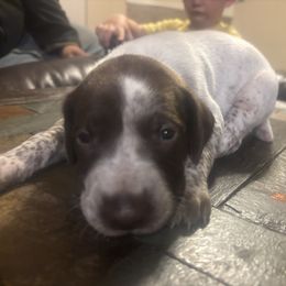 Steve - Liver and white male German Shorthaired Pointer puppy in Conroe, Texas from Third Coast Pointers