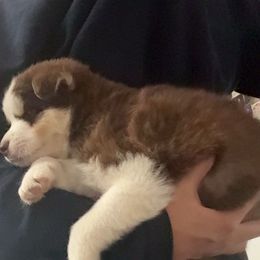 Dakoda - Red and white male Pomsky puppy in Sacramento, California from 916 Pomskies