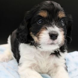 Bandit - Tri-color male Cavapoo puppy in Hendersonville, North Carolina from Grayfinn House