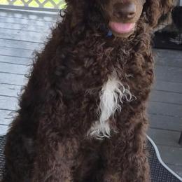 Bailey - Phantom male Poodle puppy in Port Orange, Florida from Daytona’s Standard Poodles