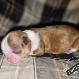 PHOENIX - Red and white male Shih Tzu puppy in Los Banos And Bay Area, California from Shantii's Shih Tzu's