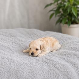 Tia Marie - Cafe au lait female Maltipoo puppy in Oklahoma City, Oklahoma from Red Okie Poos