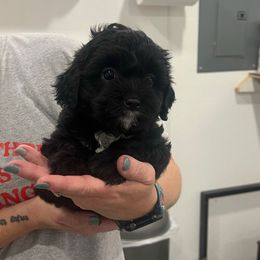 Moana - Black female Cavapoo puppy in Richards, Missouri from TMJ Dachshunds & More