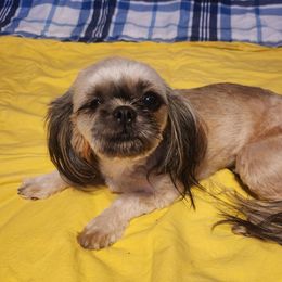 Ginger - Shih Tzu