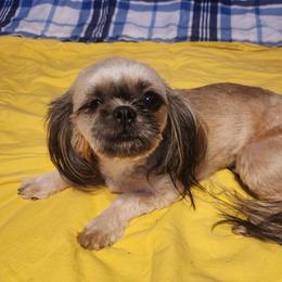 Ginger - Shih Tzu