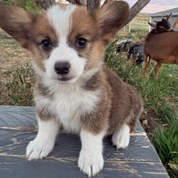 Cheddar - Red male Pembroke Welsh Corgi puppy in Mc Cammon, Idaho from Sunny J Corgis and Mini Americans