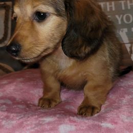 Dachshund Puppies from Spinks Puppies