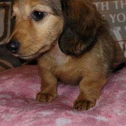Dachshund Puppies from Spinks Puppies