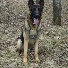German Shepherds from VonDinehart Shepherds