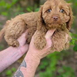 Daisy - Red female Cavapoo puppy in Coshocton, Ohio from Forever Family Puppies