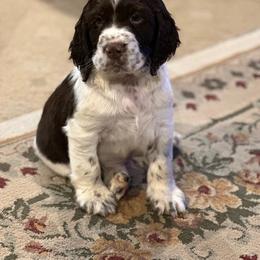 English Springer Spaniel Puppies from Sara's English Springer Spaniels