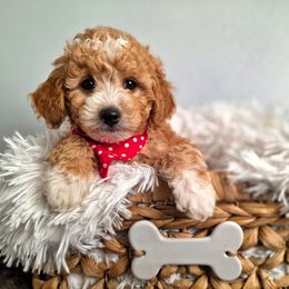Bingo - Red  male Goldendoodle puppy in Payson, Utah from Missy Doodles