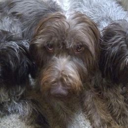 Wirehaired Pointing Griffons from Liberty Griffons