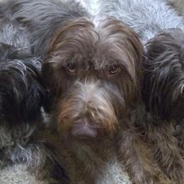 Wirehaired Pointing Griffons from Liberty Griffons