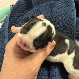Figaro - White and brindle male French Bulldog puppy in Billings, Montana from Sugarloaf French bulldogs and Australian cattle dogs
