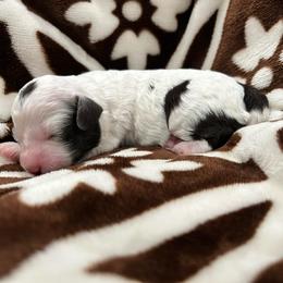 Annabelle - Brown female Poodle puppy in Mineral Wells, Texas from S.H.A.R.P.’s Toy Poodles
