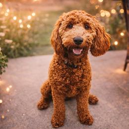 Paisley - Goldendoodle