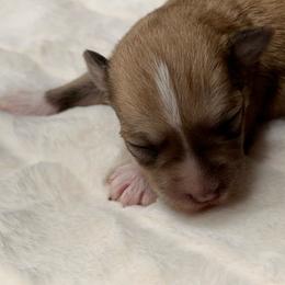 Lyric - Wheaten female Miniature Schnauzer puppy in Menifee, California from Moonshine’s Minis