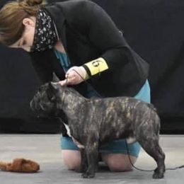 Bulldogs and French Bulldogs from Double B Bulldogs