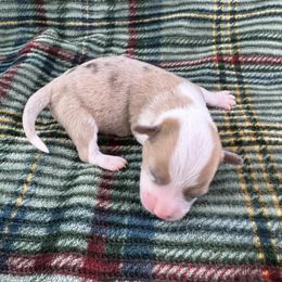 Donner - Brindle merle and white male American Corgi puppy in Waskom, Texas from Piney Woods Corgis