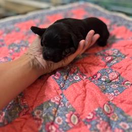Patsy - Black female Cavapoo puppy in Thorndale, Texas from Hattie’s Texas Cavapoos