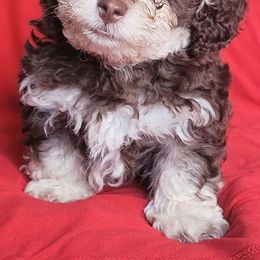 French Bulldog and Poodle Puppies from Poos&Bulls Keepsake