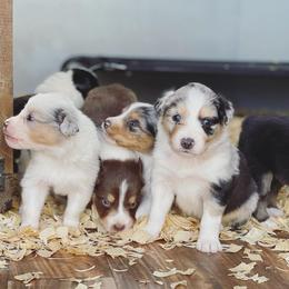 Australian Shepherd Puppies from Boise Aussie Paws