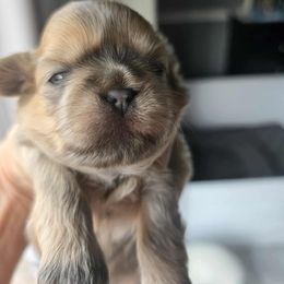 Little boy blue - Blue male Shih Tzu puppy in Monterey, Tennessee from Mountain Laurel Shihtzu