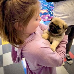 Great Pyrenees, Pekingese, and Pug Puppies from Triptych Kennels