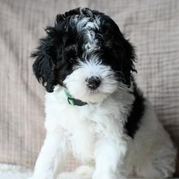 Birdie - Black and white female Bernedoodle puppy in Ogden, Utah from Stanger Farms