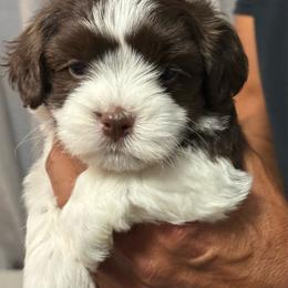 Cinder - Chocolate female Havanese puppy in Wappapello, Missouri from Titanium Havanese LLC