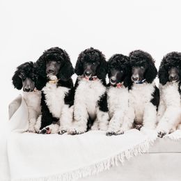 Poodle Puppies from Encantos Standard Poodles PR