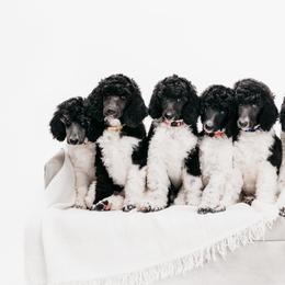 Poodle Puppies from Encantos Standard Poodles PR