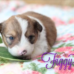 Figgy - Sable female Pembroke Welsh Corgi puppy in Karnack, Texas from Sureshot Corgis